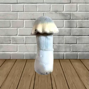 Ghost SporesMD Mushroom Spore