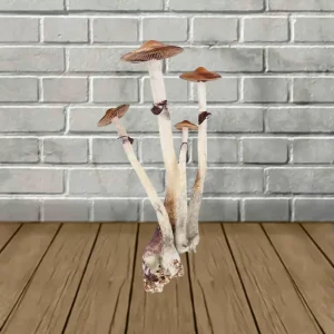 Jedi Mind Fuck Spores MD Syringe 10ml