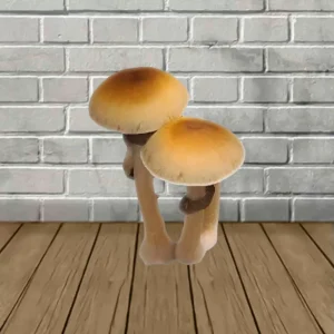 Mazatapec SporesMD Mushroom Spore