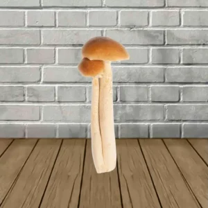 SporesMD Oak Ridge Spores Syringe – 10ml