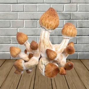 Penis Envy SporesMD Syringe – 10ml