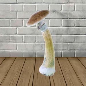 SporesMD Thai Tanic Spores Syringe